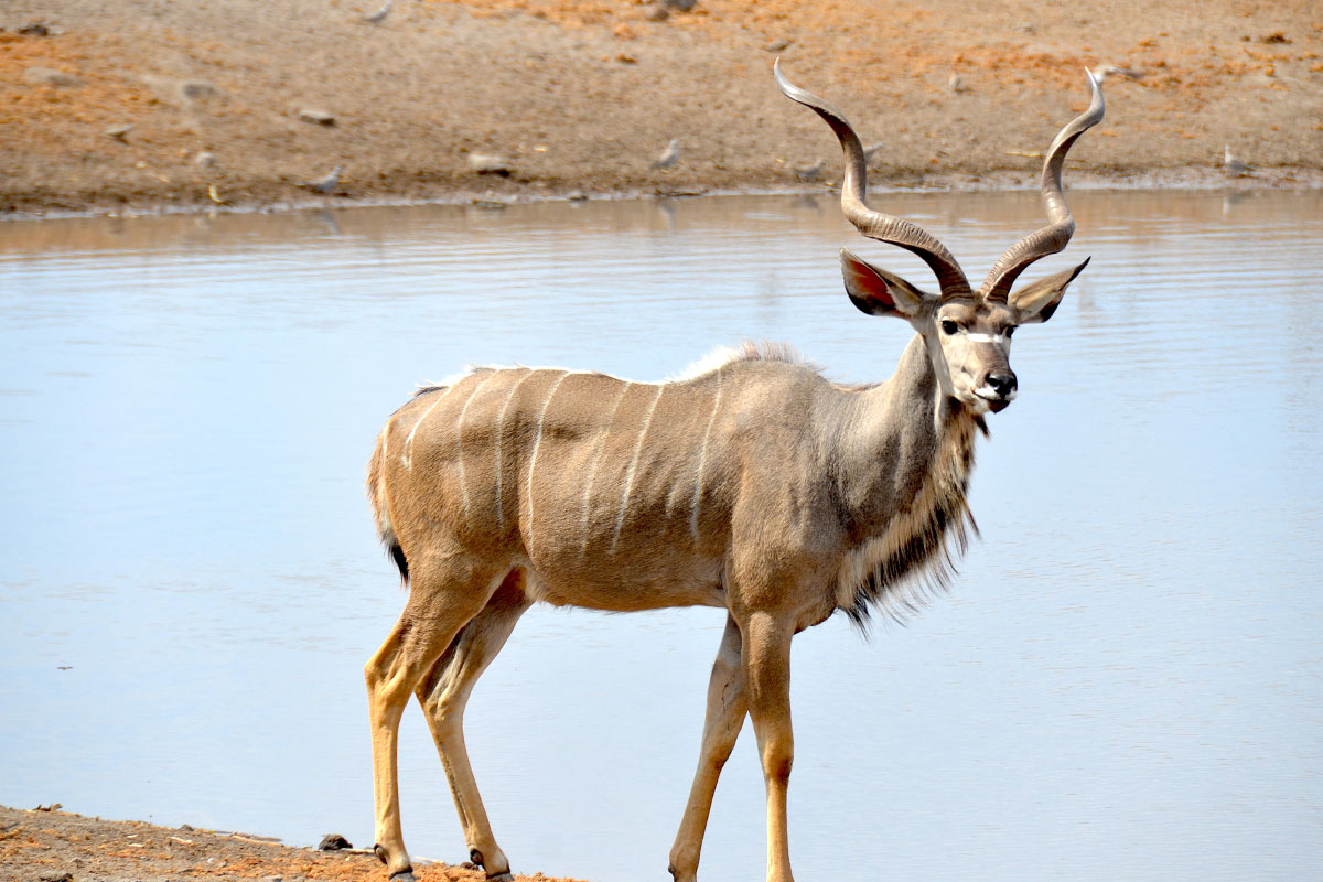 Állatbemutató 1: Nagy Kudu