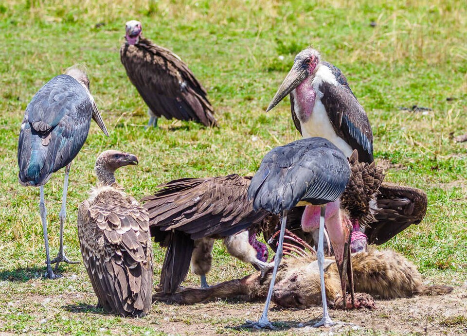 Keselyűk és marabu egy tetemnél a Masai Marában